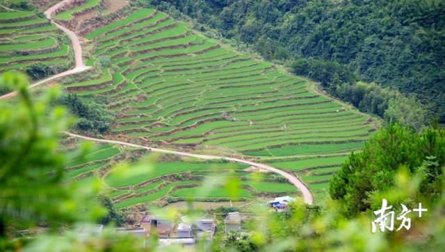 黑山村梯田。記者黃津 攝